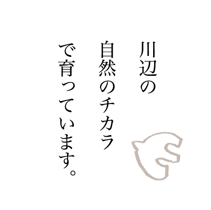 川辺の自然のチカラで育っています。